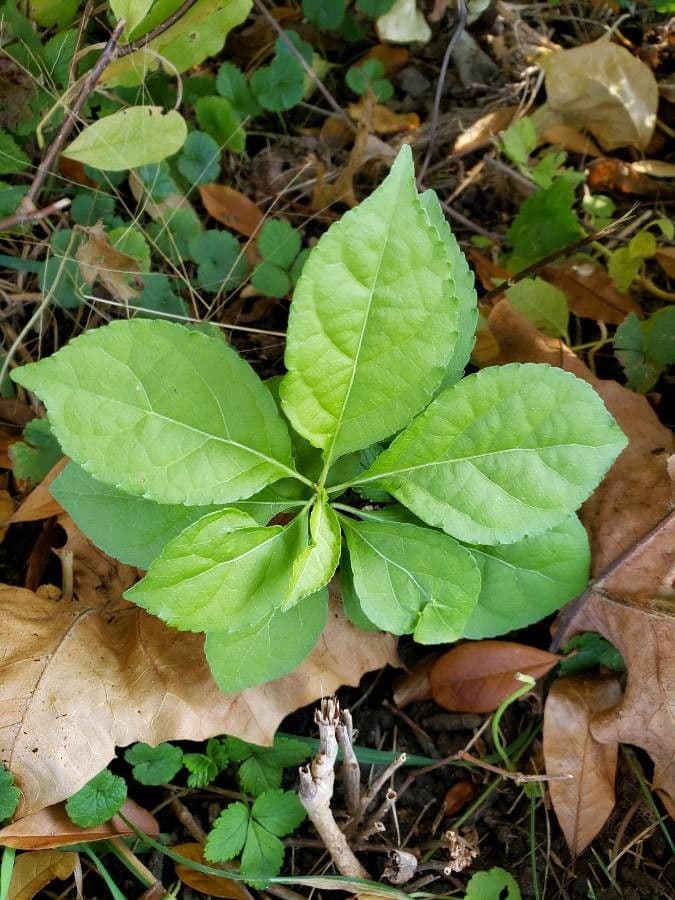 Serrated-wintergreen 20
