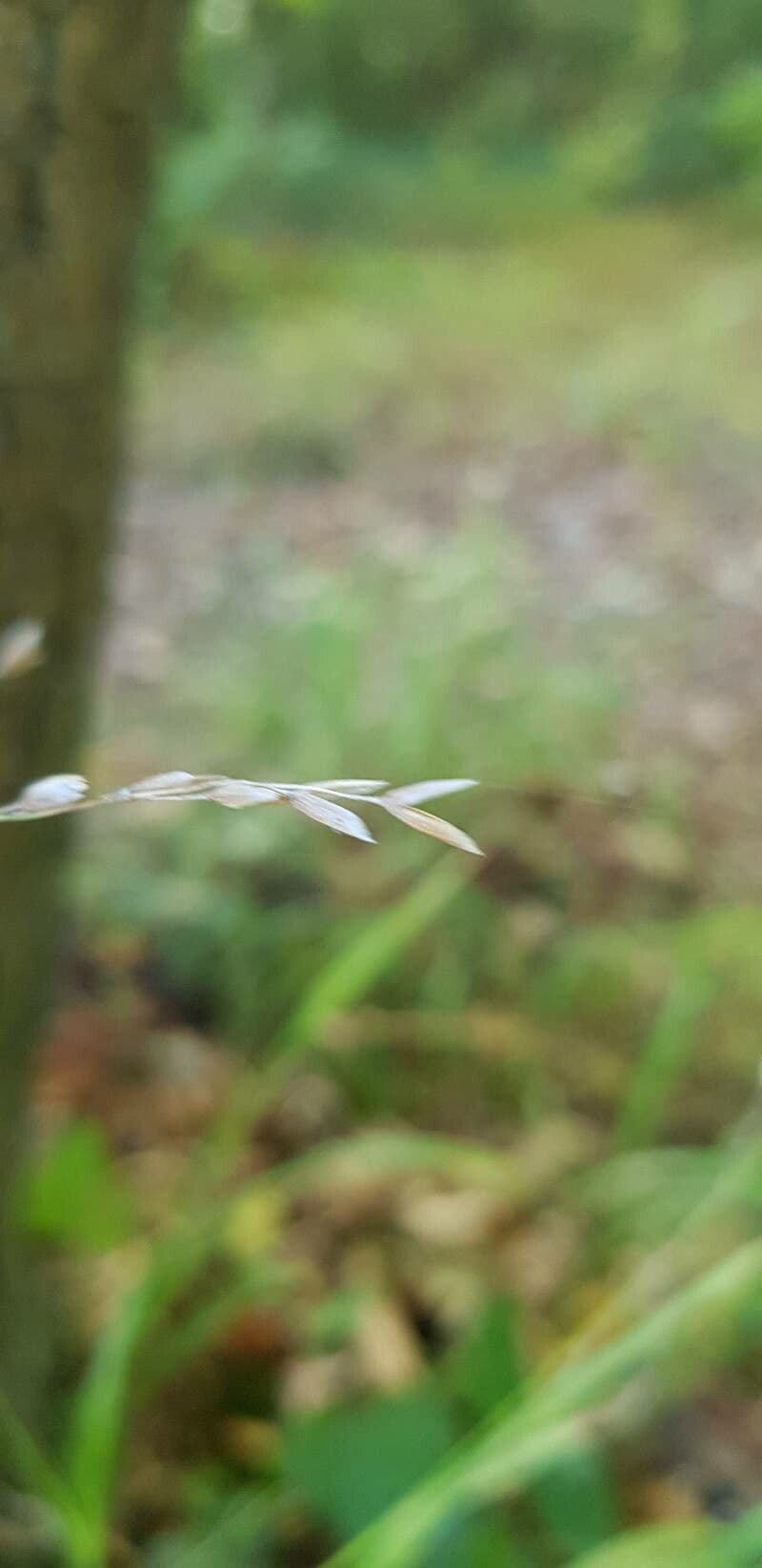 Melica uniflora 4