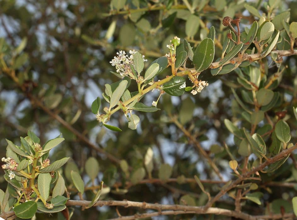 Ceanoto 12