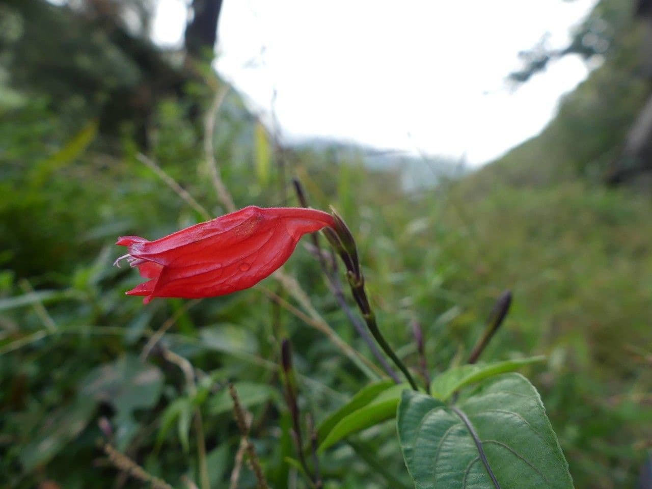 Ruellia brevifolia 3