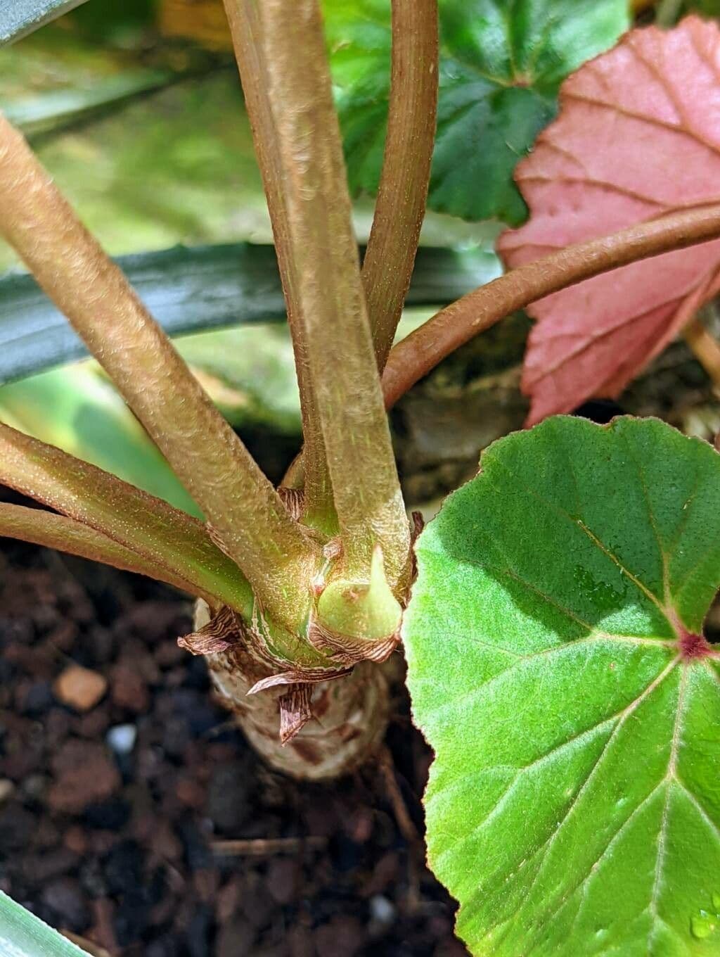 Begonia 4