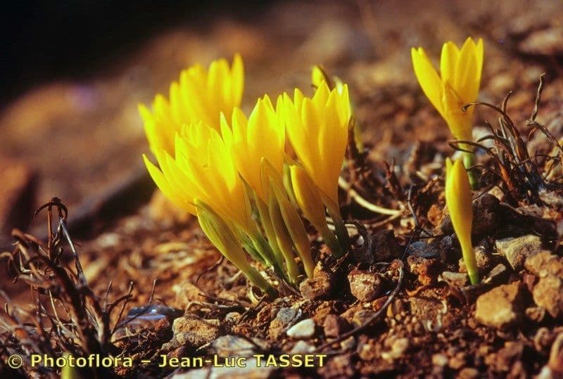Sternbergia colchiciflora 6