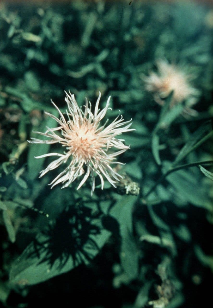 Liatris