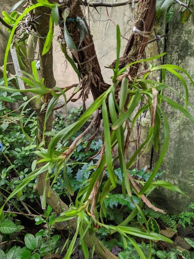 Maxillaria