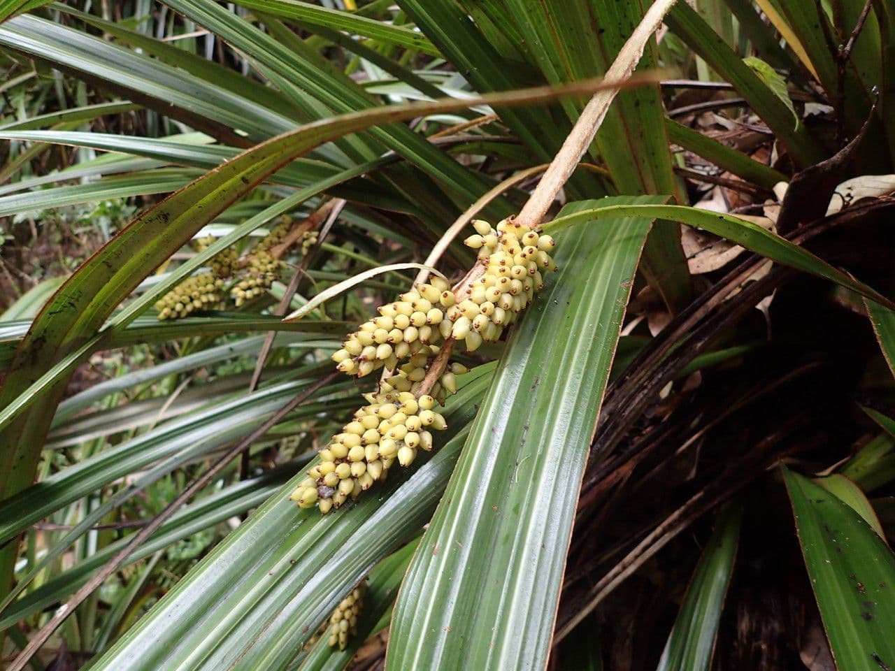 Astelia hemichrysa 5