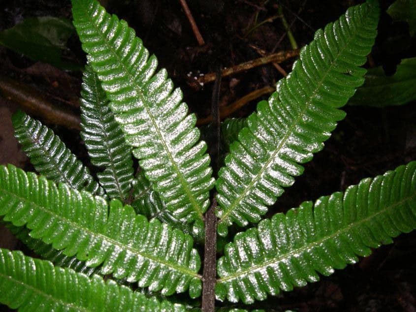 Thelypteris 5