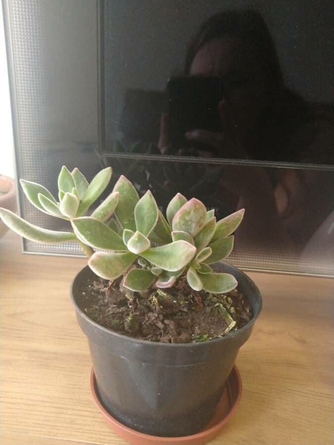 Echeveria 7