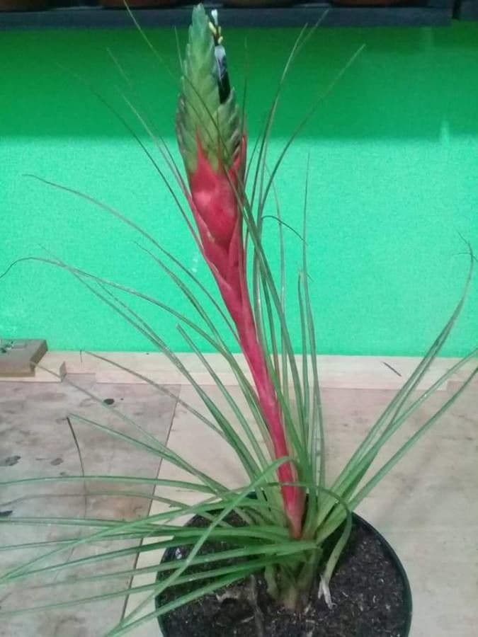 Tlustice punctulata 6