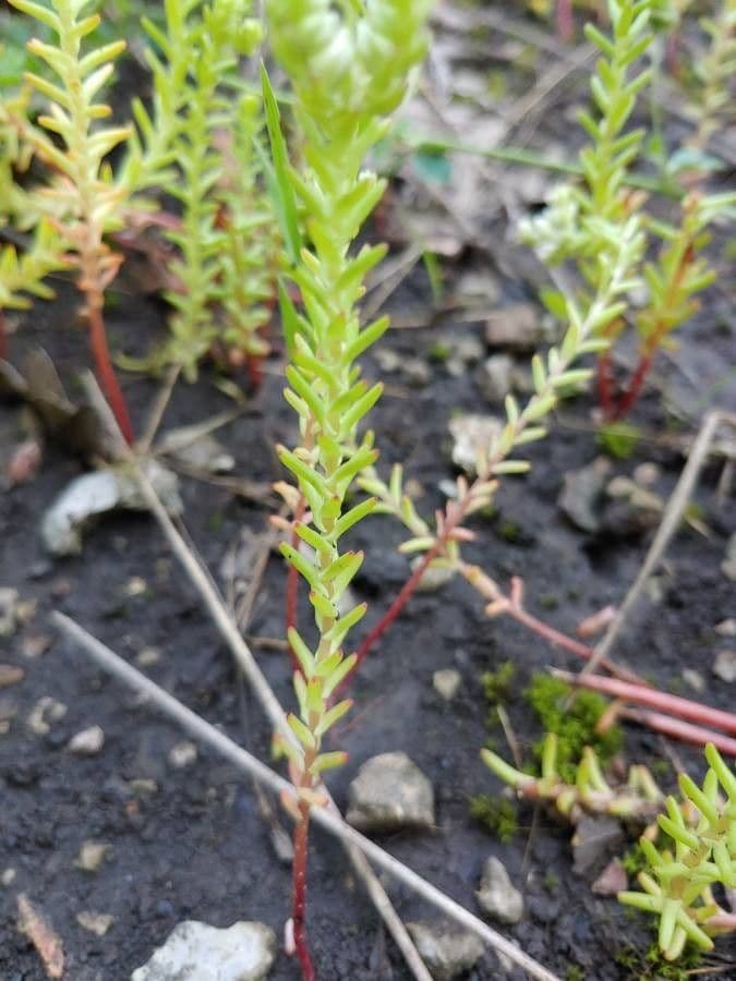 Sedum 14