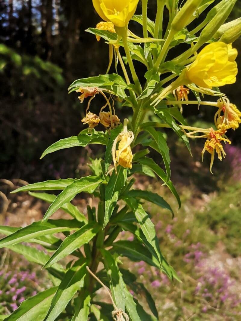 Enagra parviflora 9