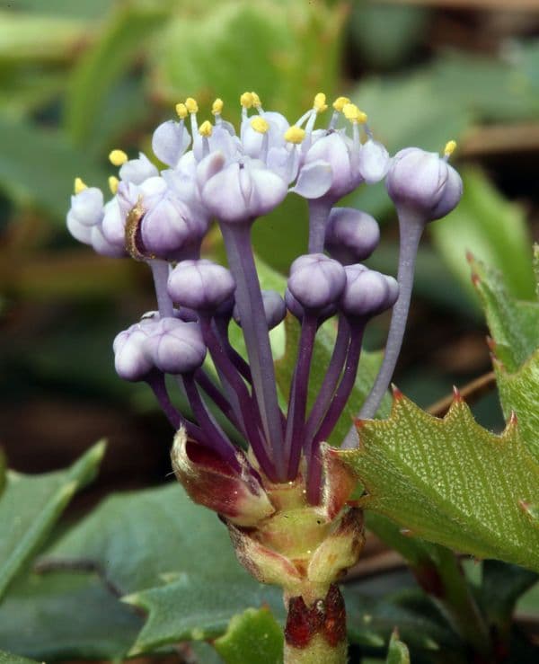Ceanothus 10