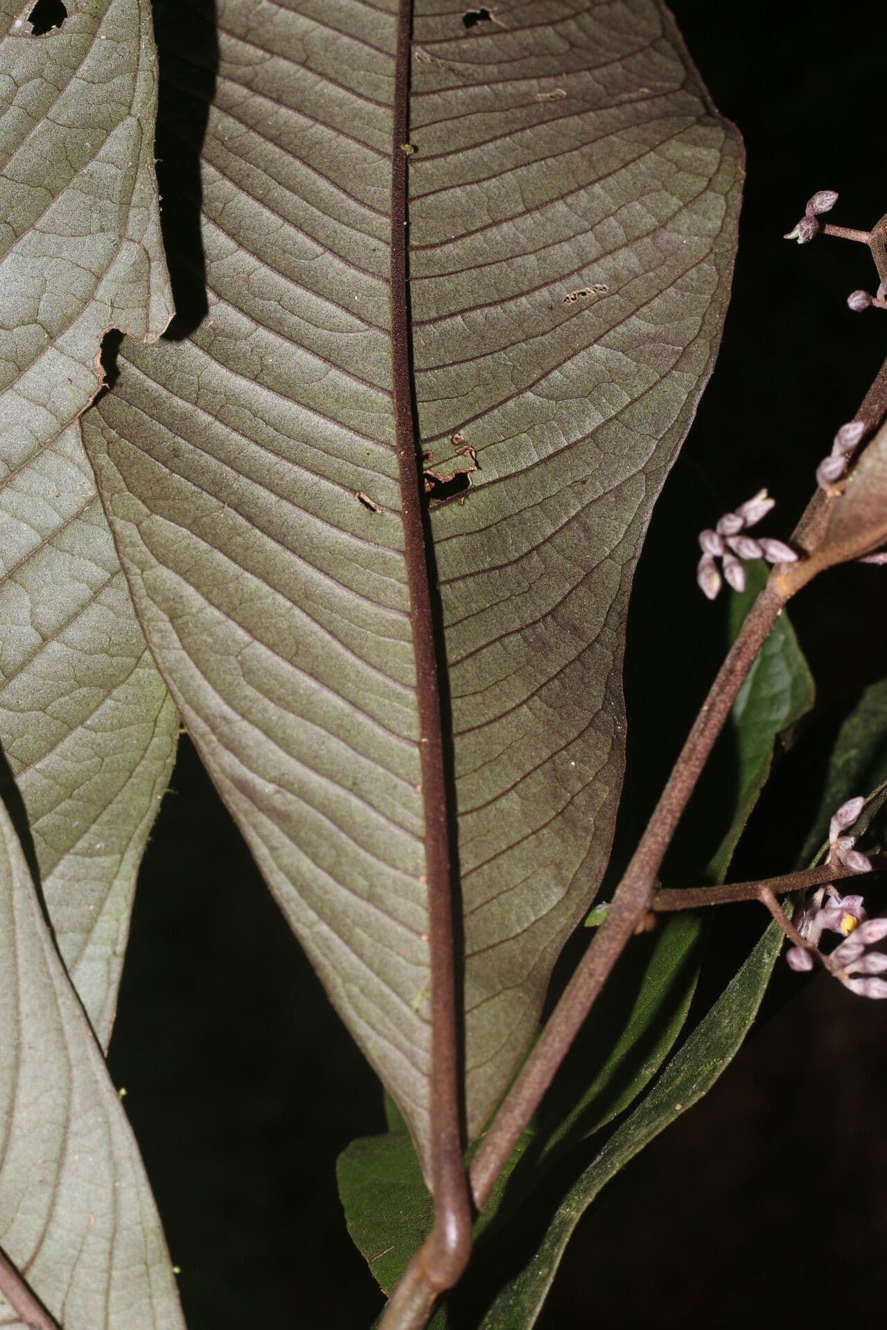 Ardisia 7