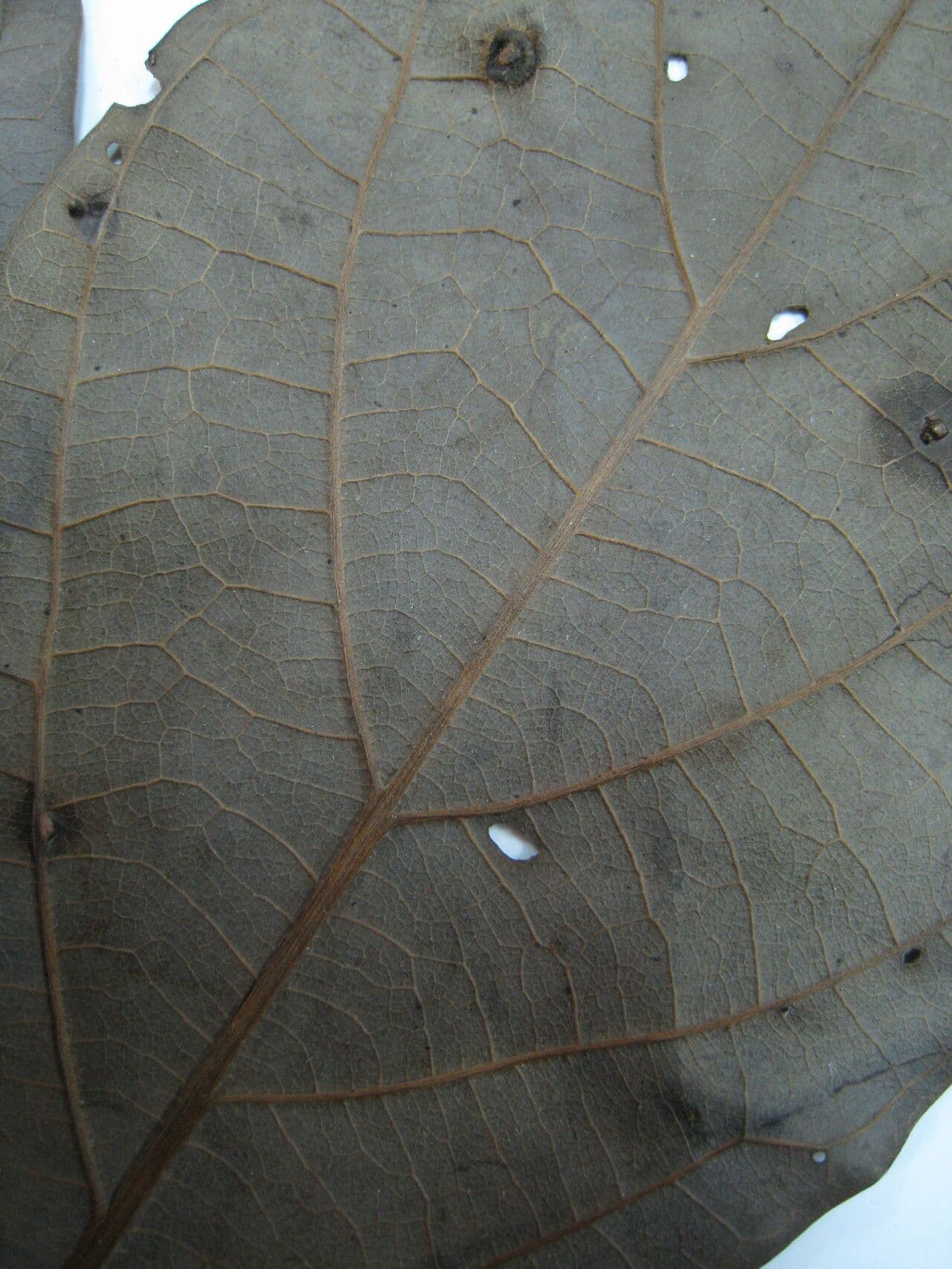 Ocotea 9
