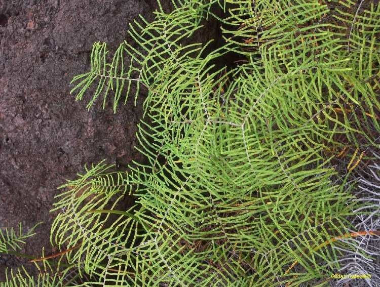Gleichenia dicarpa 3