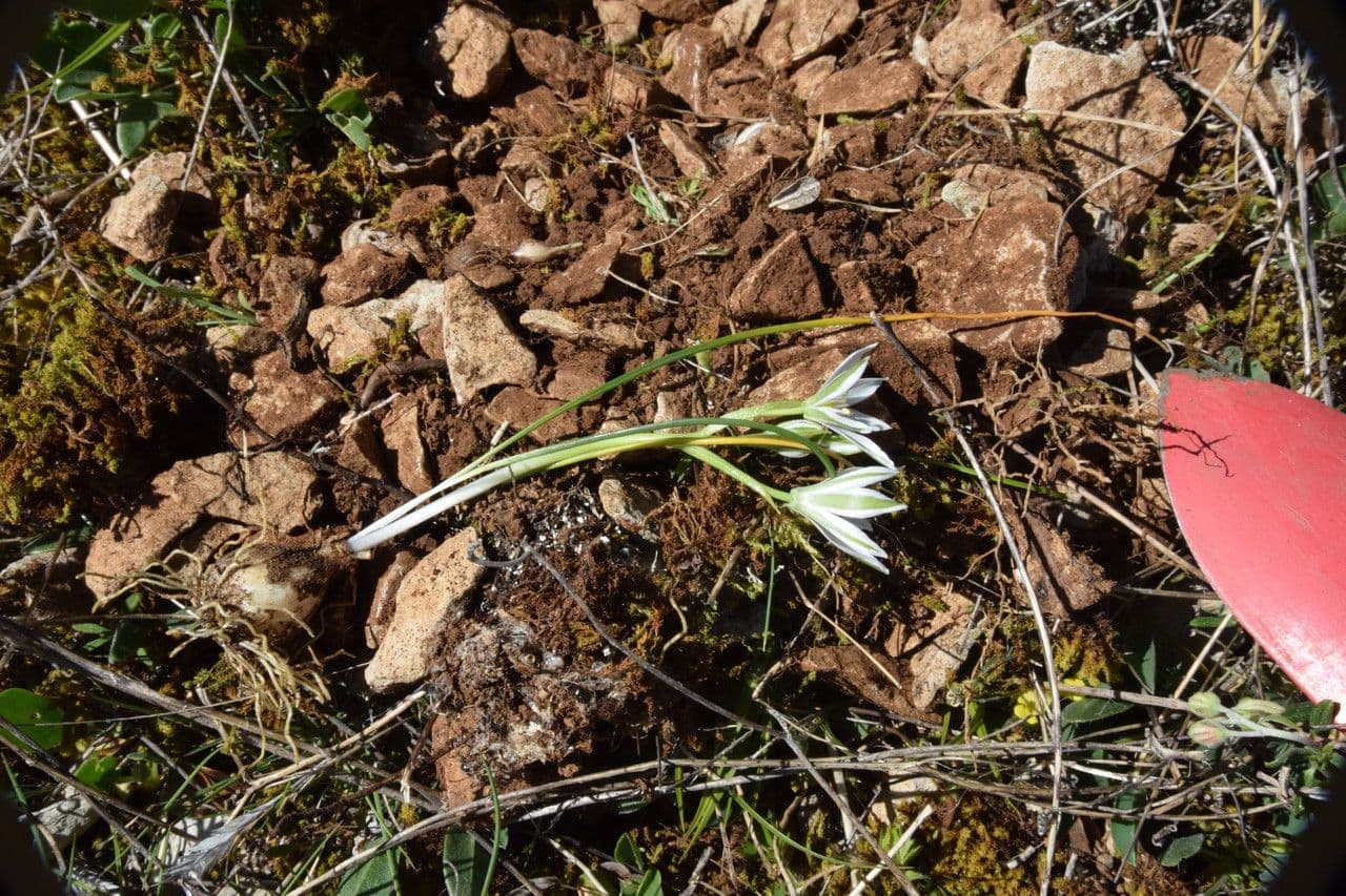 Ornithogalum 13