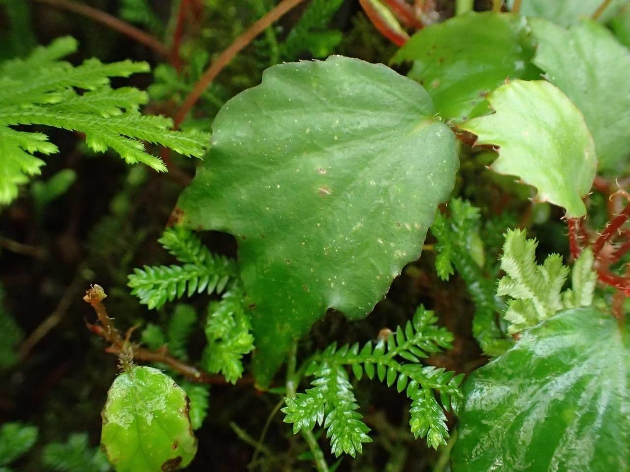 Begonia 9
