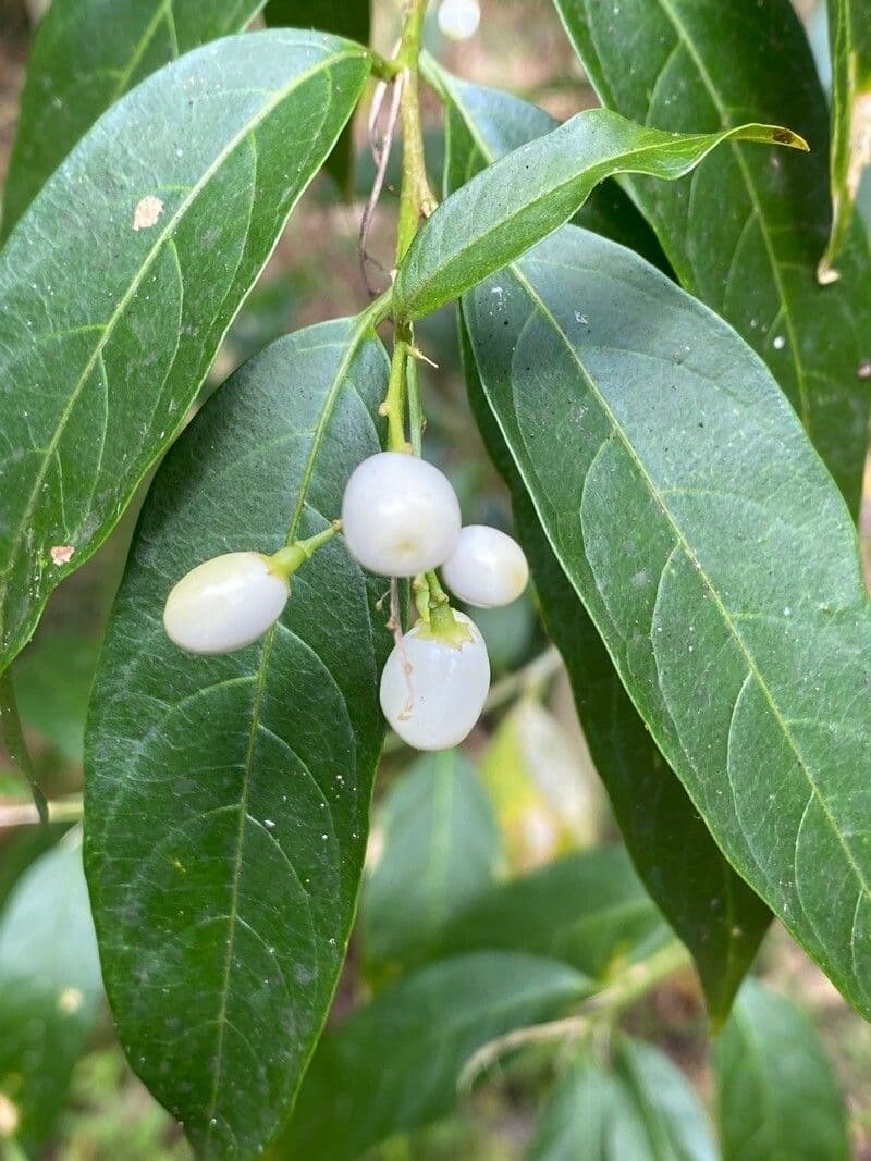 Cestrum nocturno 2