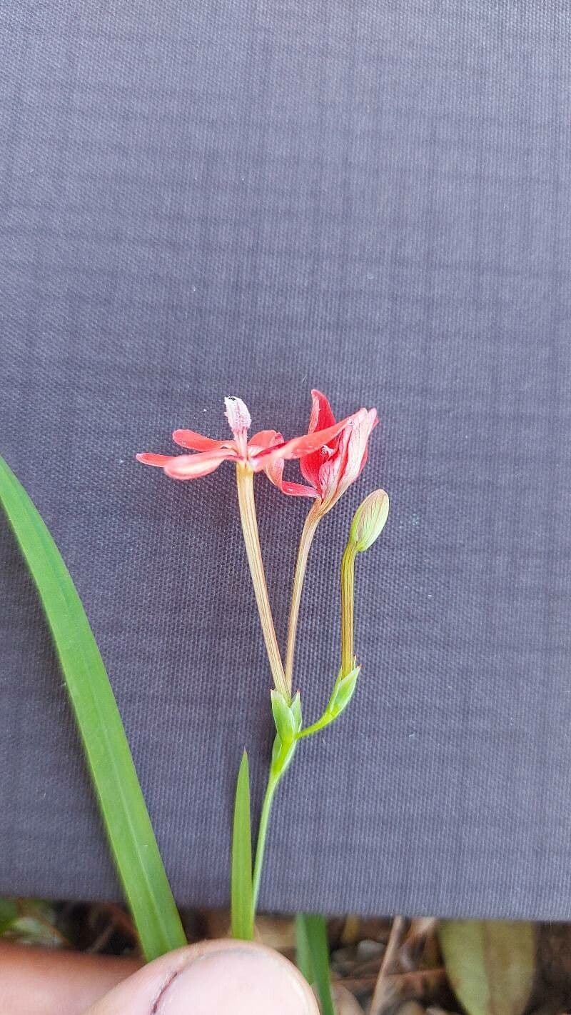 Freesia