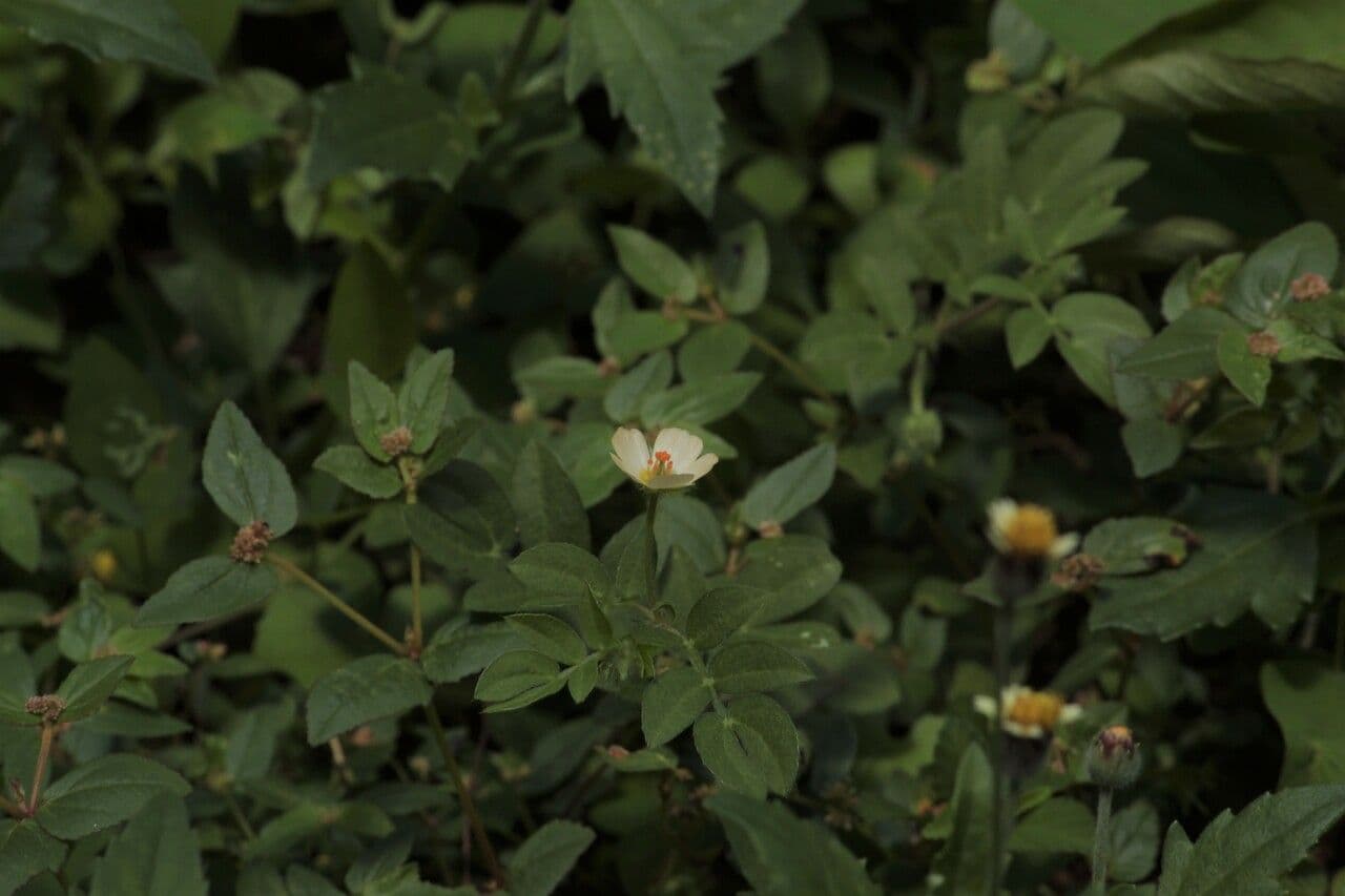 Kallstroemia 3