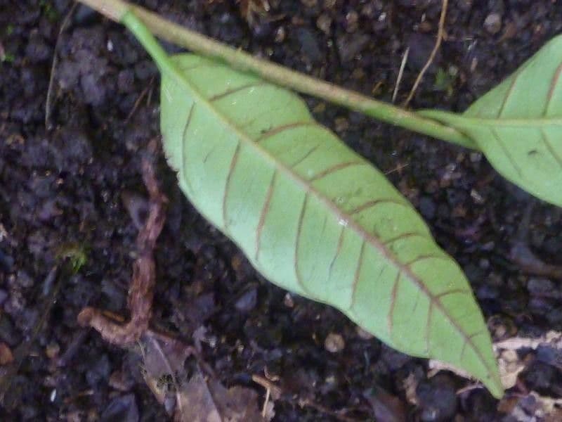 Chrysophyllum 3