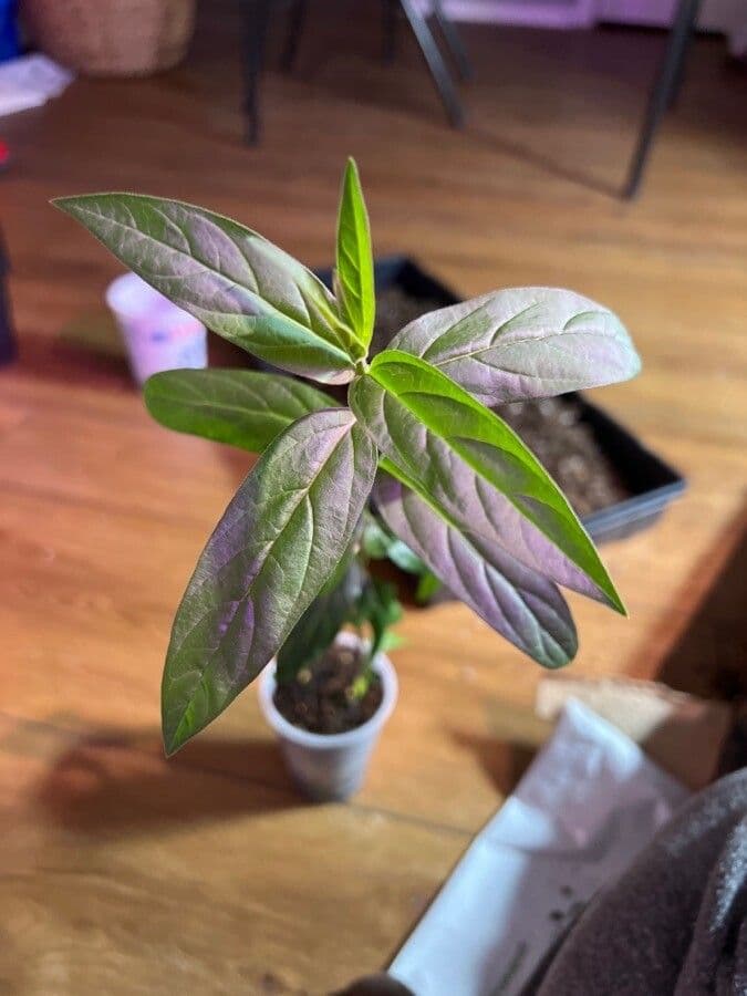Asclepiade incarnata 18
