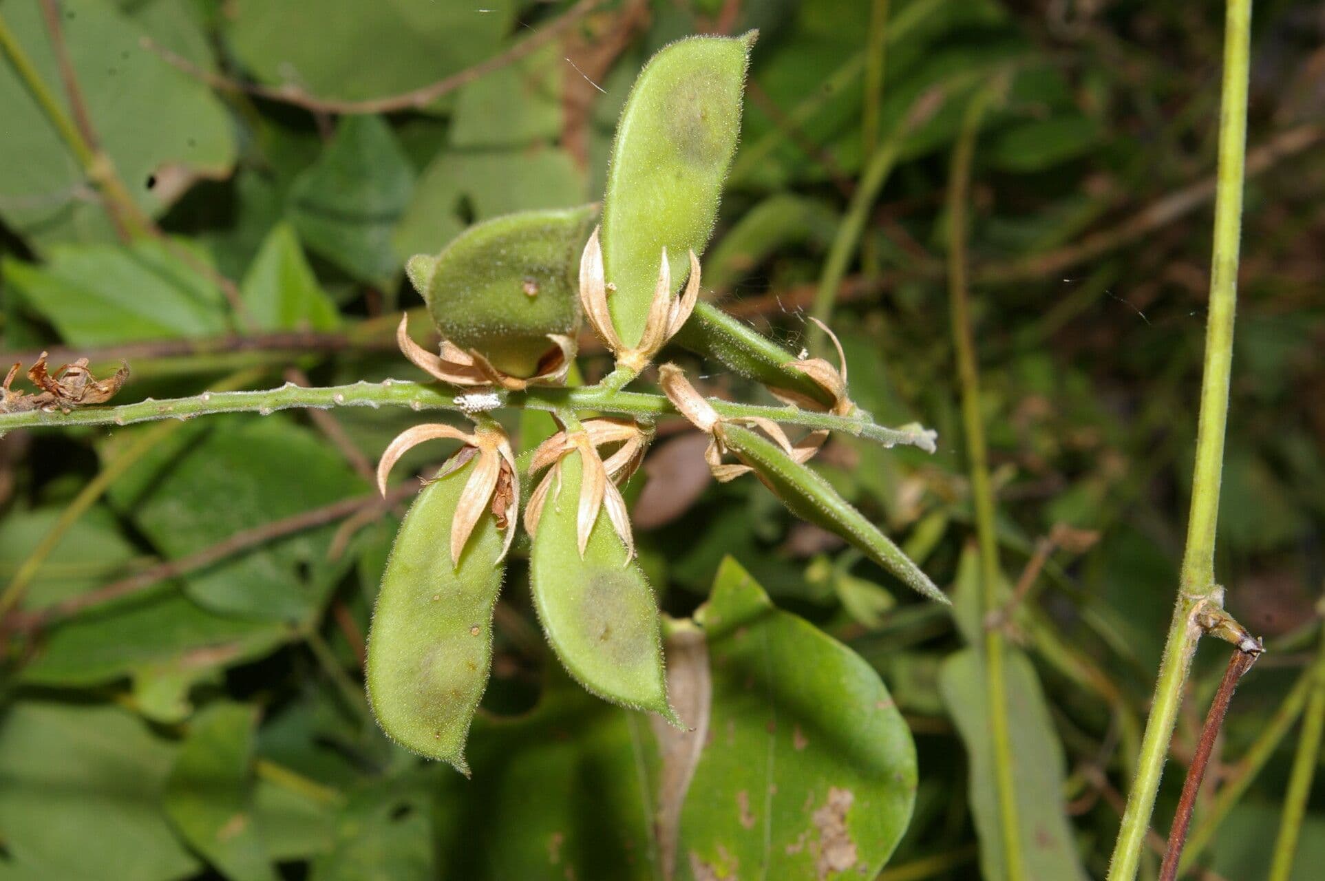 Rhynchosia 2