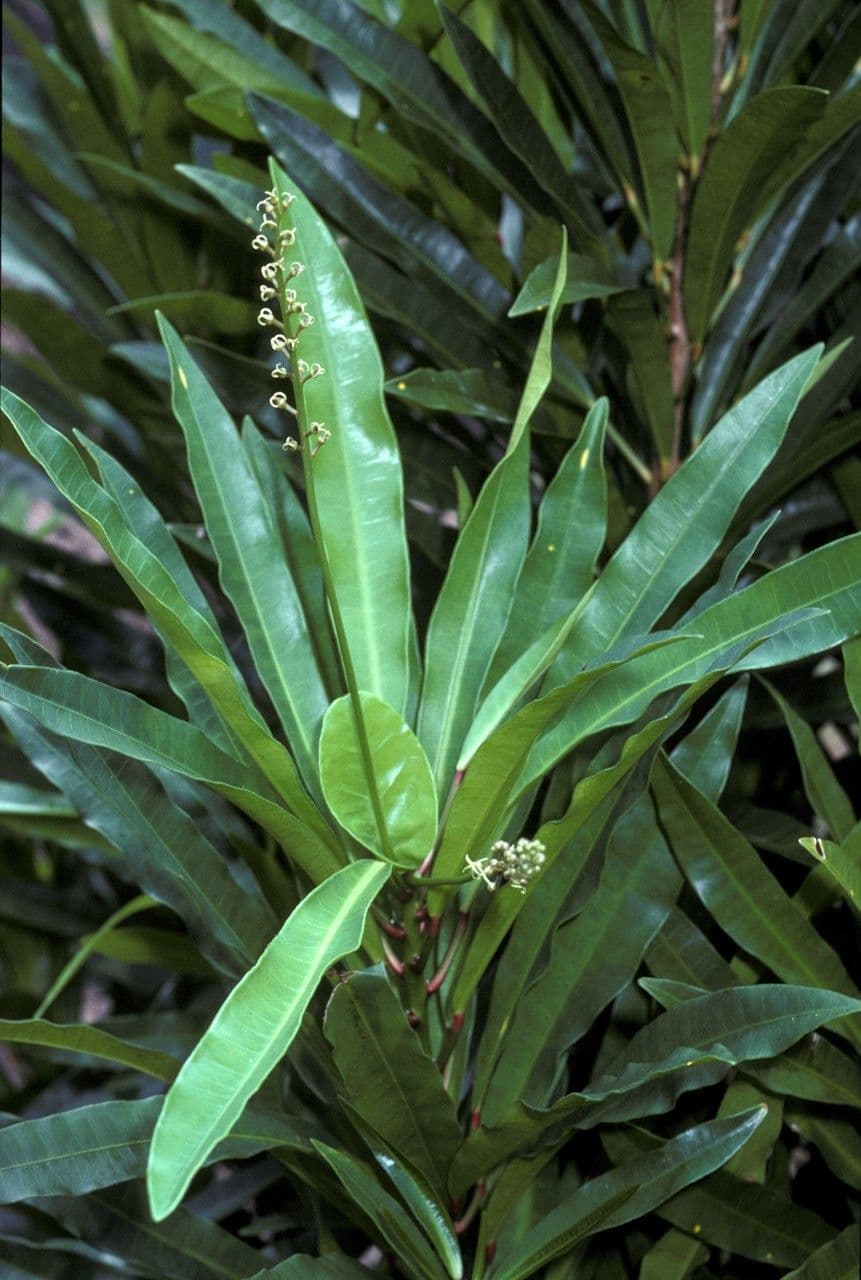 Brexia 6