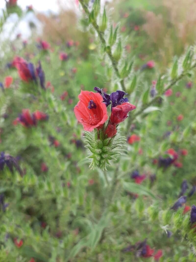 Echium cretico 3