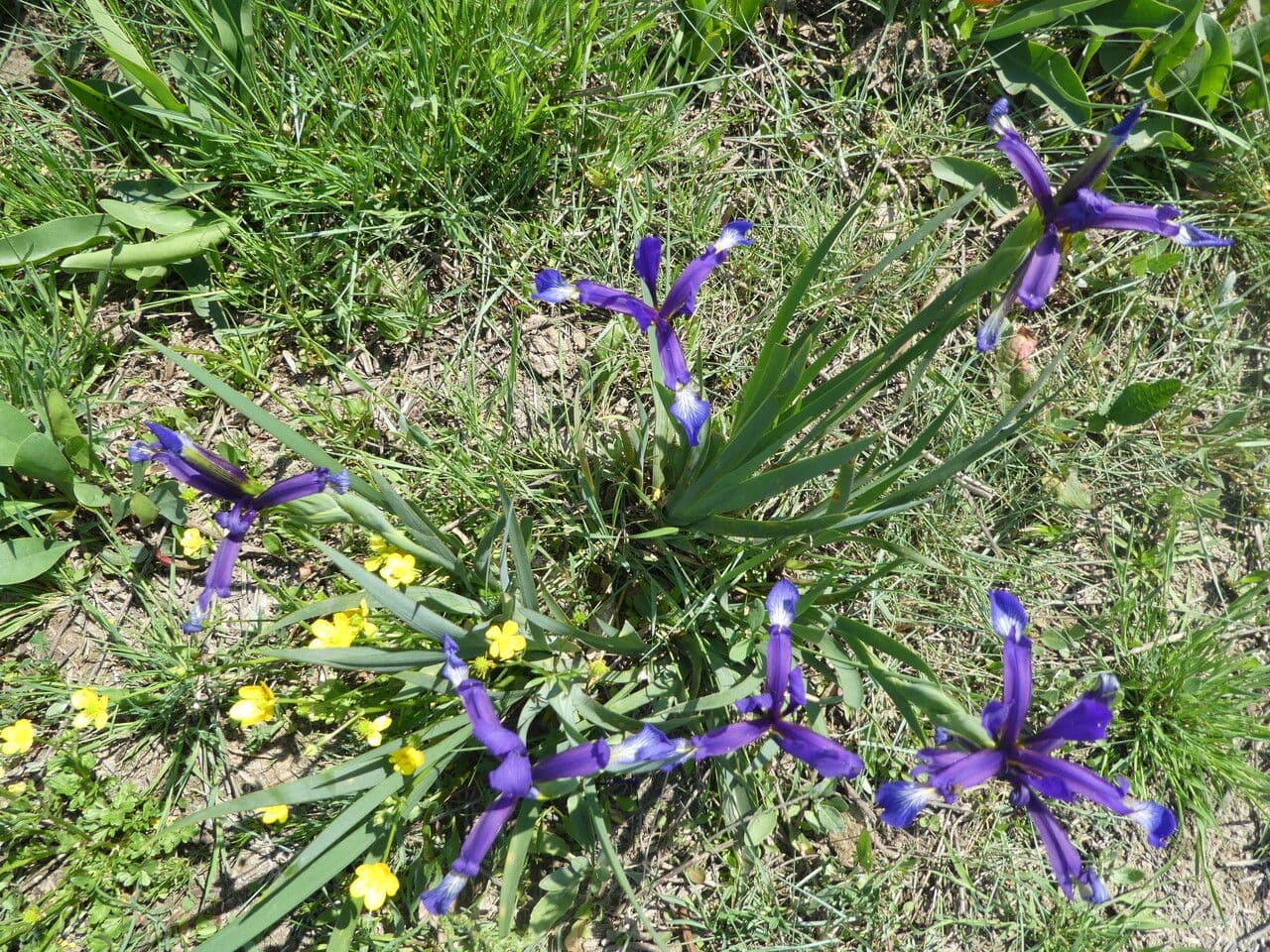 Iris spuria 11