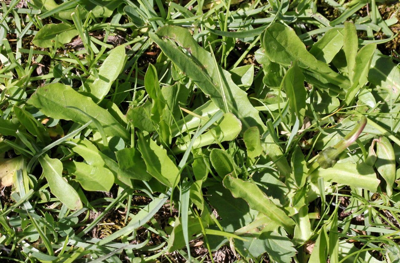 Crepis aurea 11
