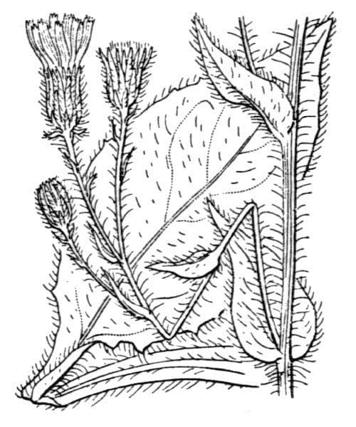 Habichtskraut 16
