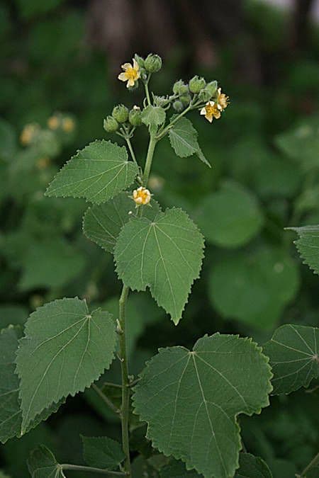 Pseudabutilon