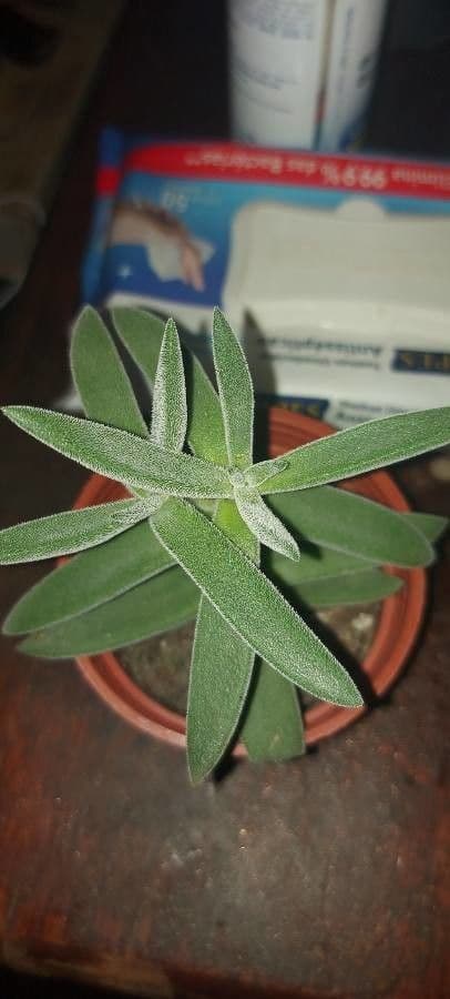 Crassula 10