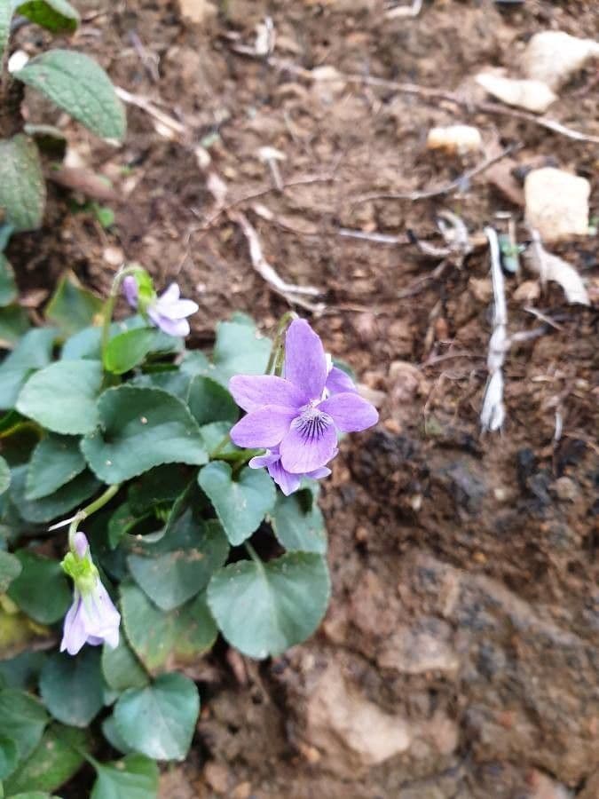 Viola di Rivinus 9
