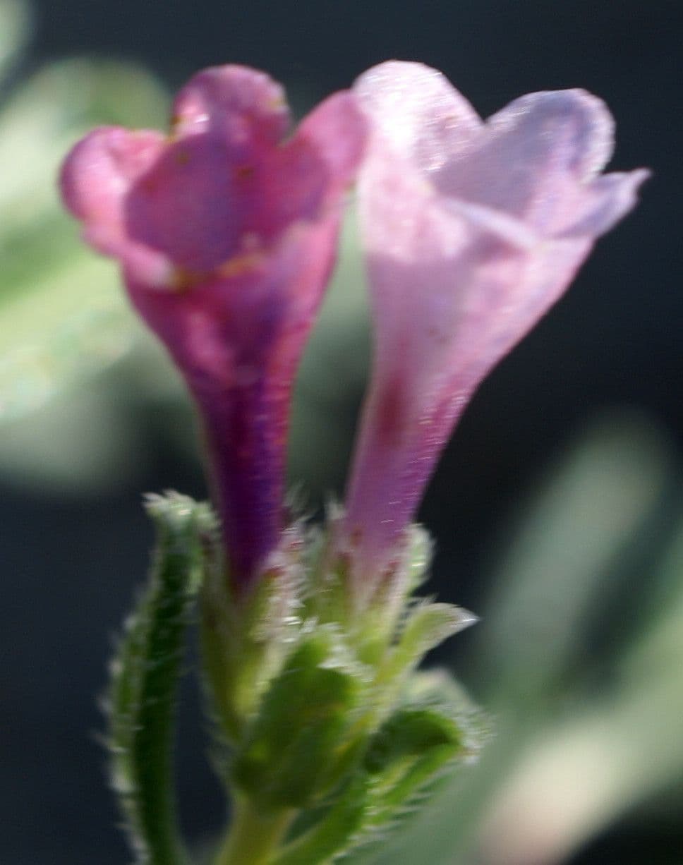 Lithodora 5