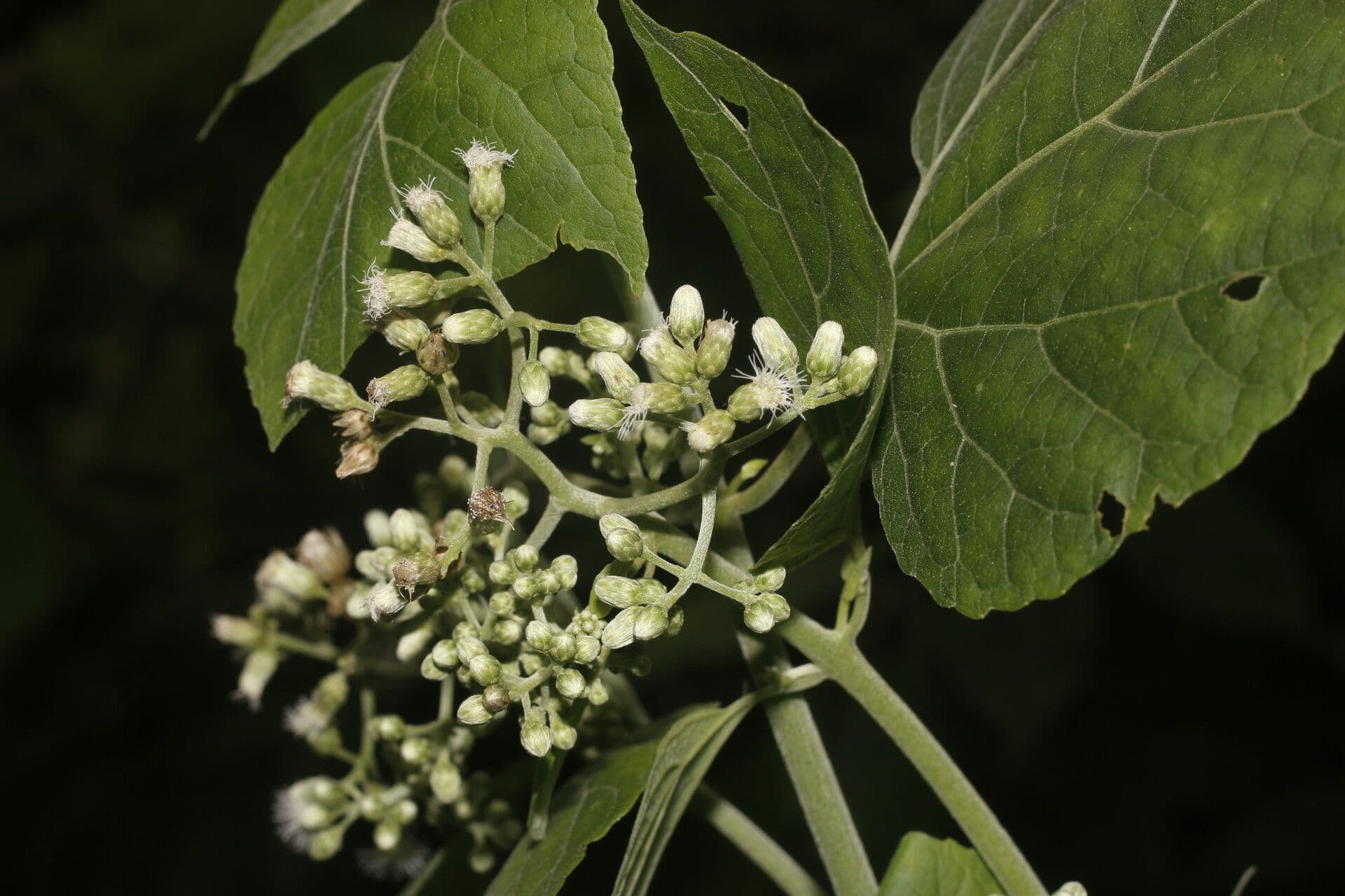 Hebeclinium 11