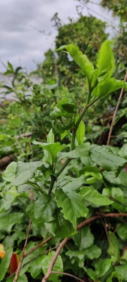Plumbago zeylanica 17