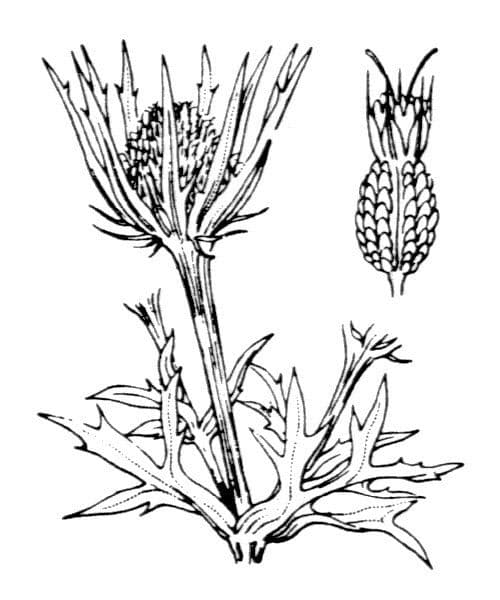 Pyrenäen-Mannstreu 29