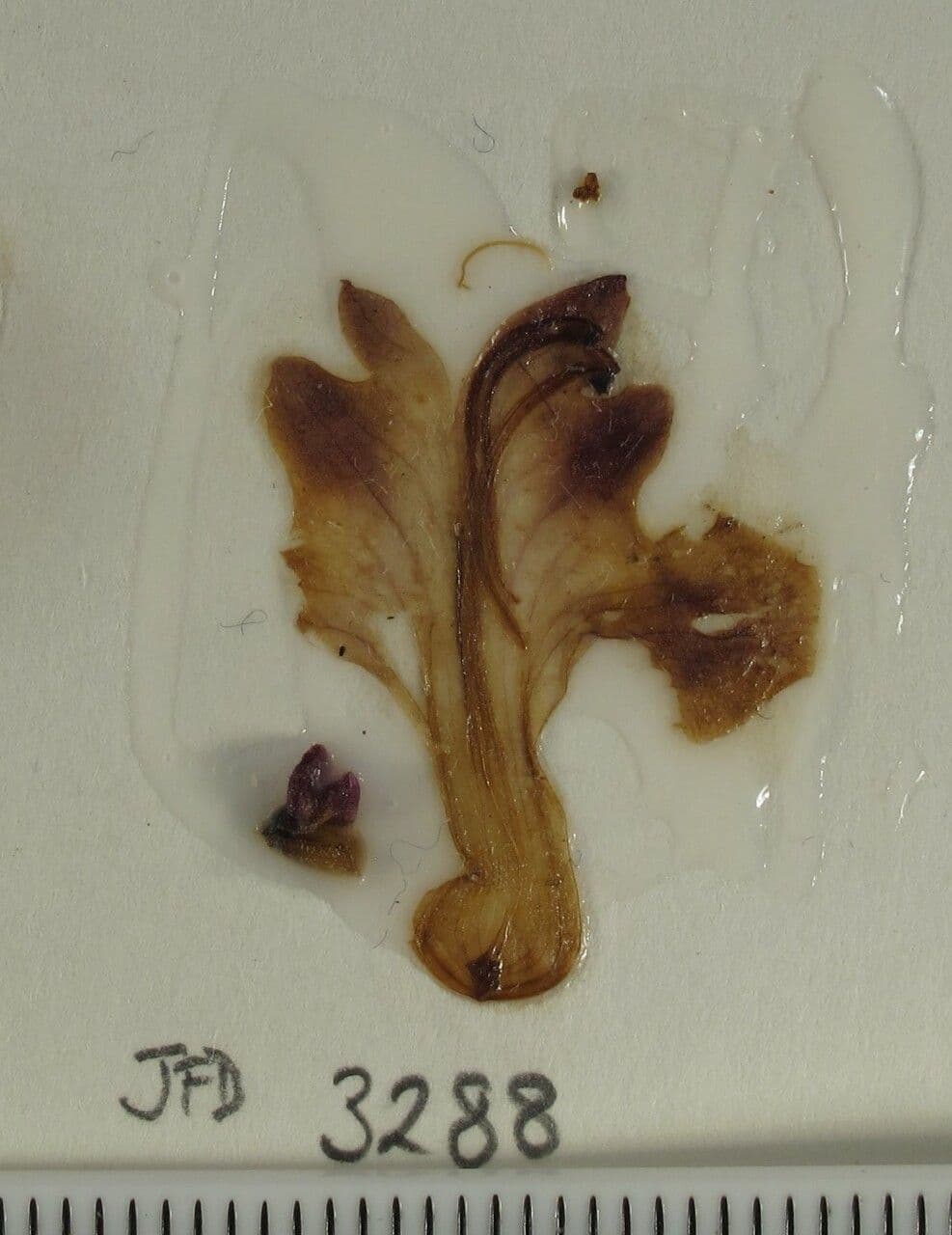 Scutellaria 2