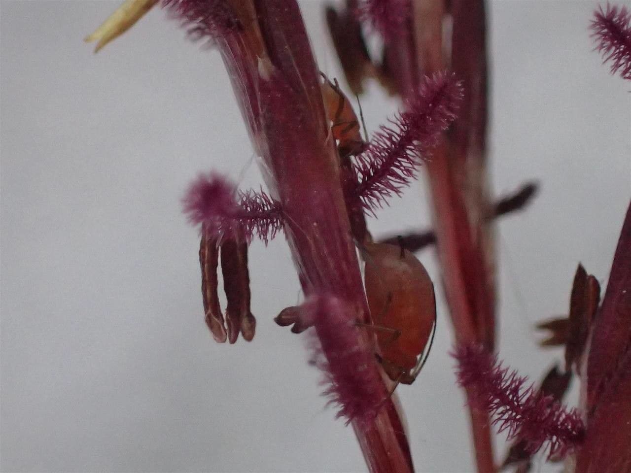 Gewöhnliches Bartgras 13