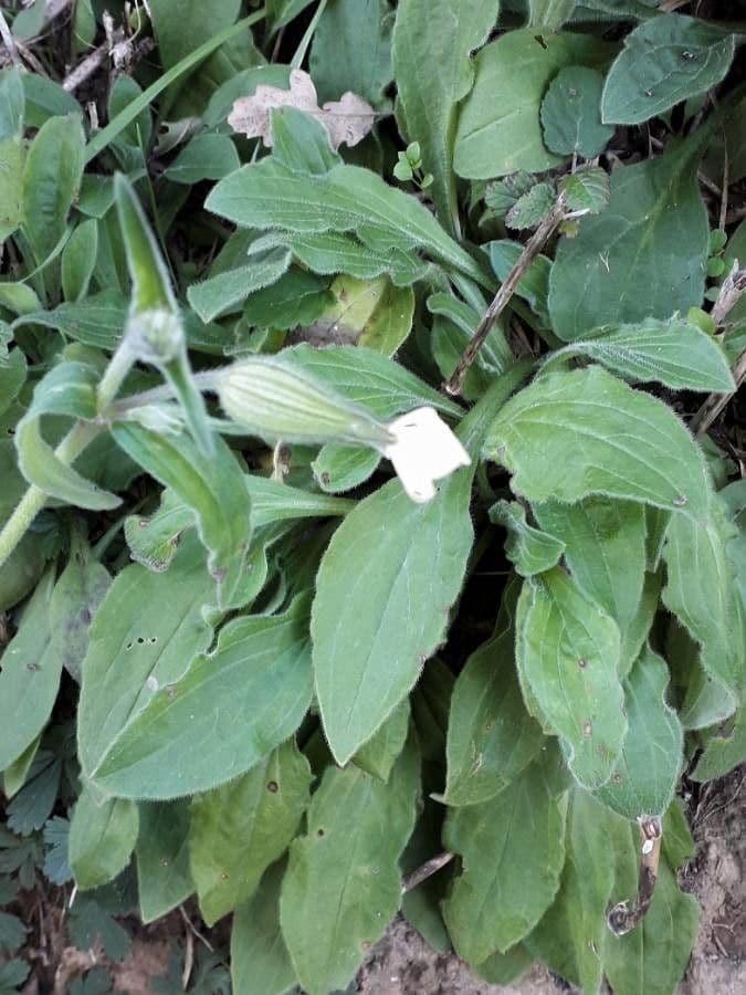 Silene bianca 20