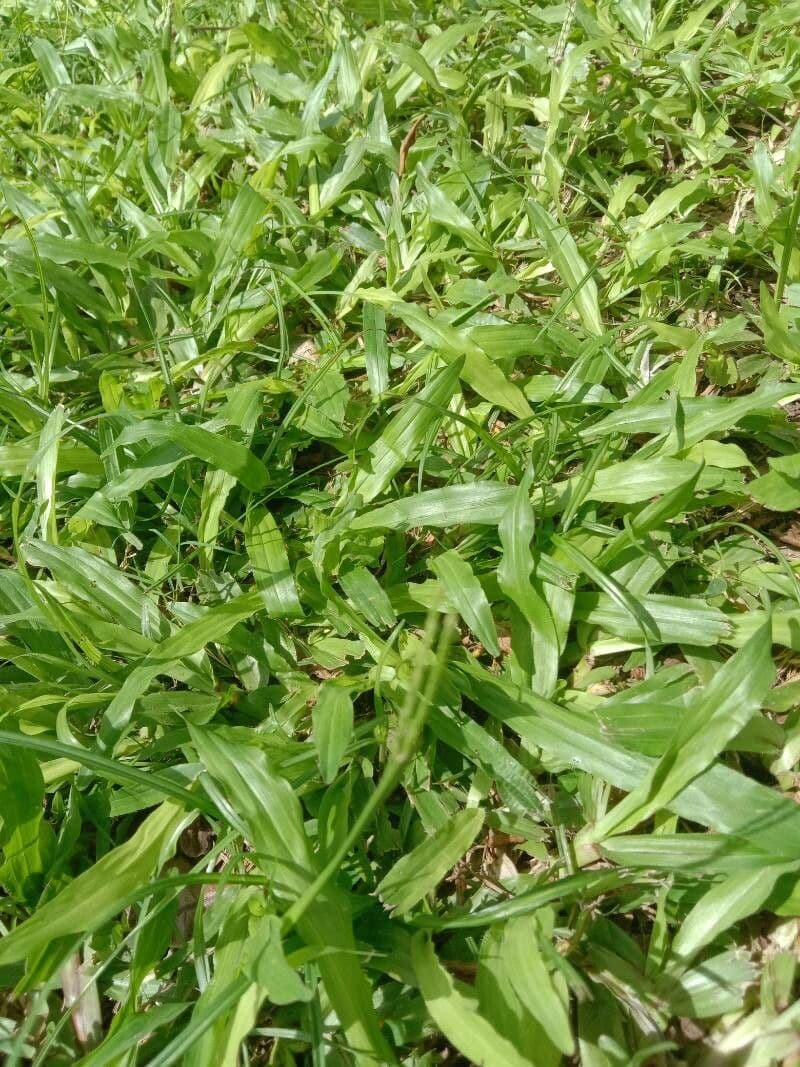 Axonopus compressus 7