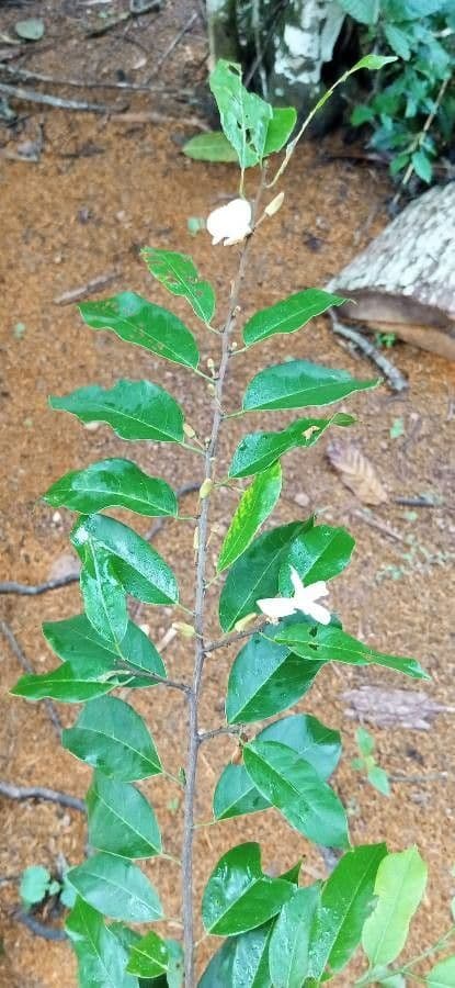 Croton dicogamo 5