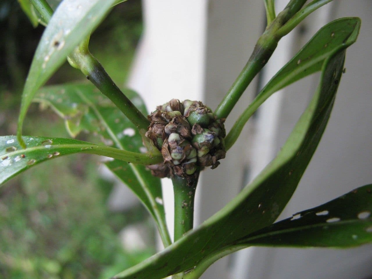 Palicourea axillaris 4