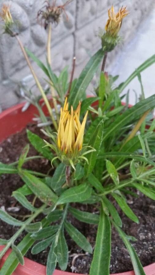 Gazania 15