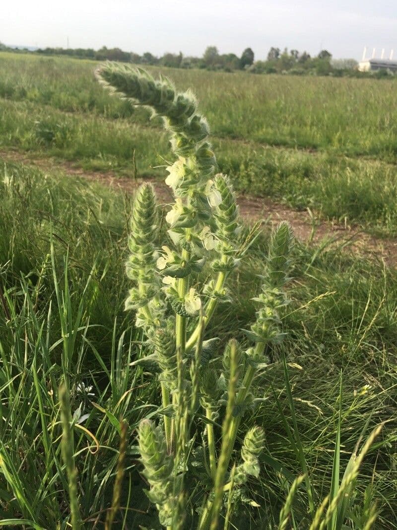 Salvia 5