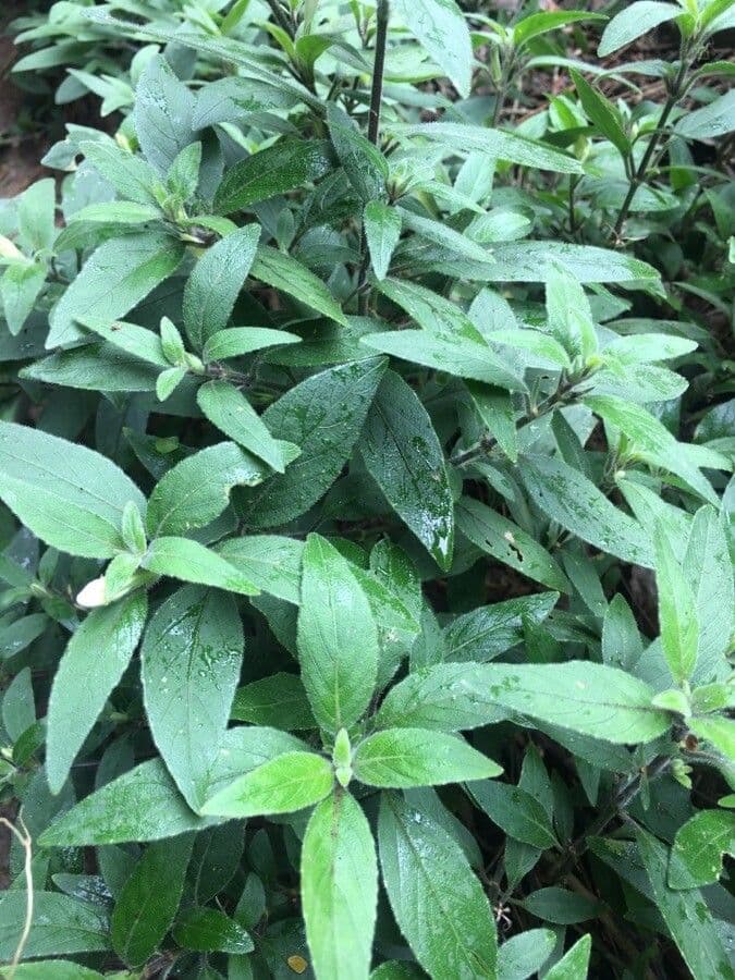 Ruellia 4