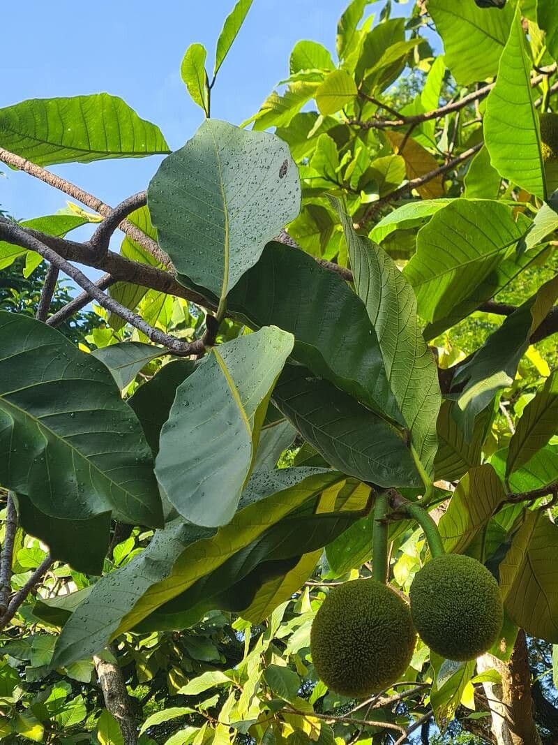 Artocarpus 8