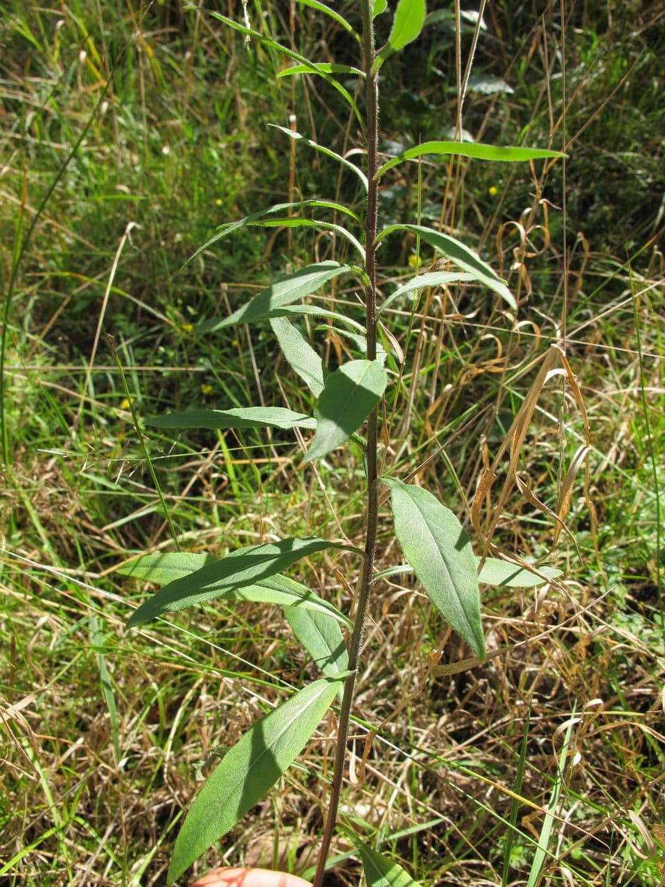 Baumgartens Glockenblume 7