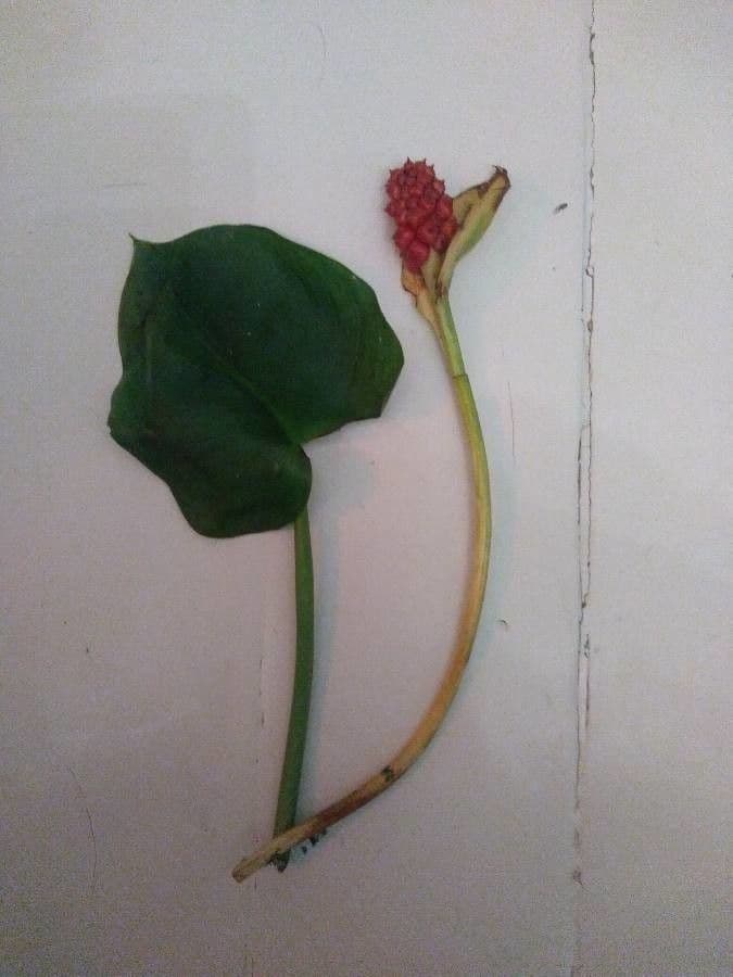 Calla di palude 4